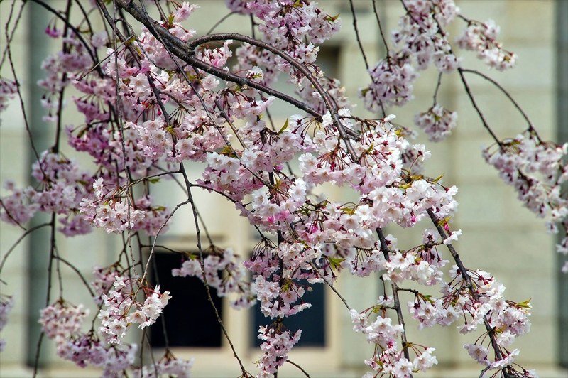 1039_山形県郷土館文翔館_山形
