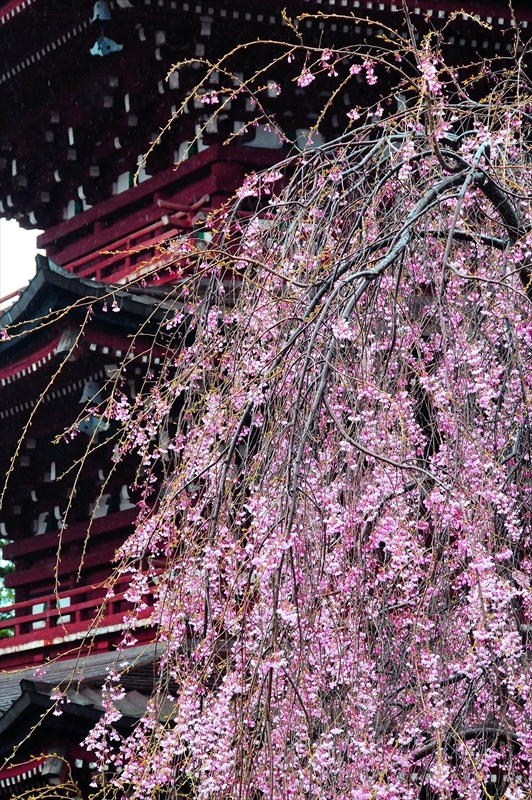 1395_弘前市最勝院_青森