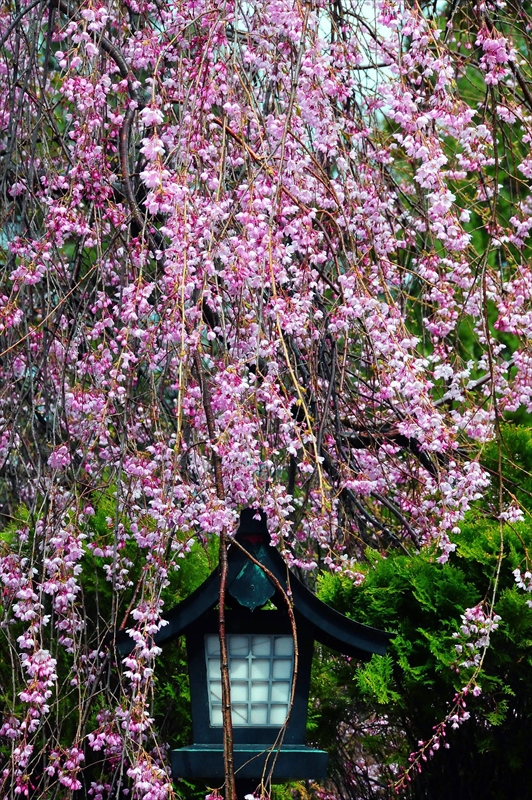 1062_弘前市最勝院_青森