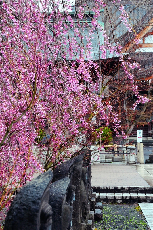 1399_弘前市最勝院_青森