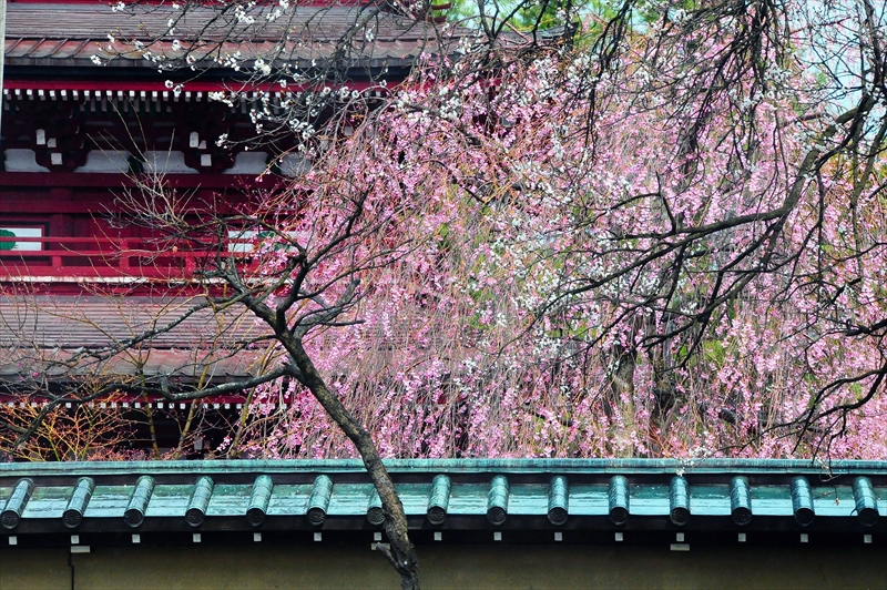 1065_弘前市最勝院_青森