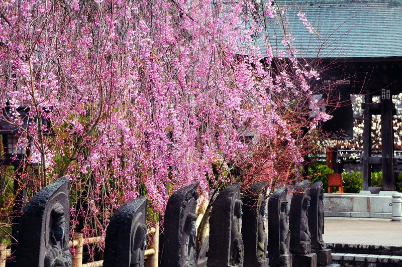 1067_弘前市最勝院_青森