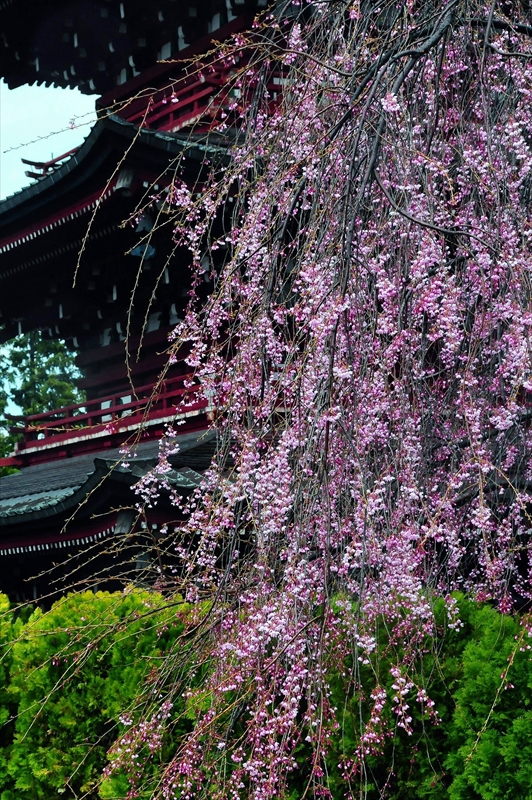 1069_弘前市最勝院_青森