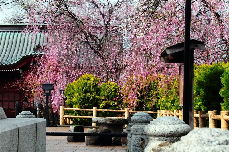 1407_弘前市最勝院_青森