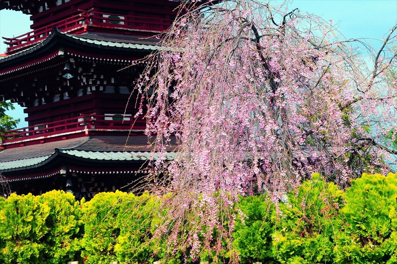 1073_弘前市最勝院_青森