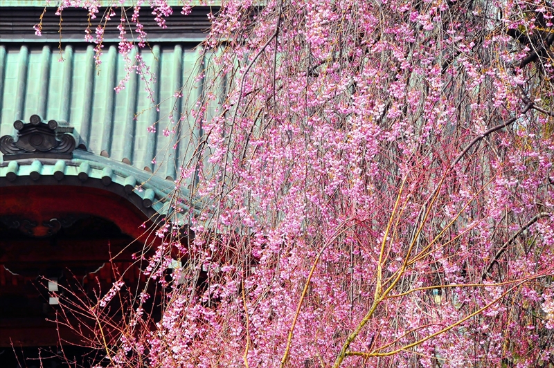 1074_弘前市最勝院_青森