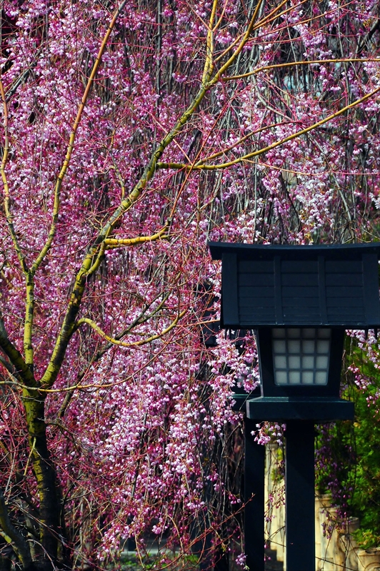 1075_弘前市最勝院_青森