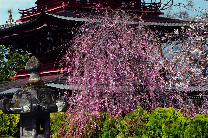 1076_弘前市最勝院_青森