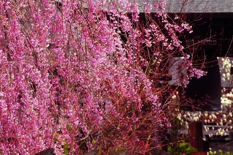 1413_弘前市最勝院_青森