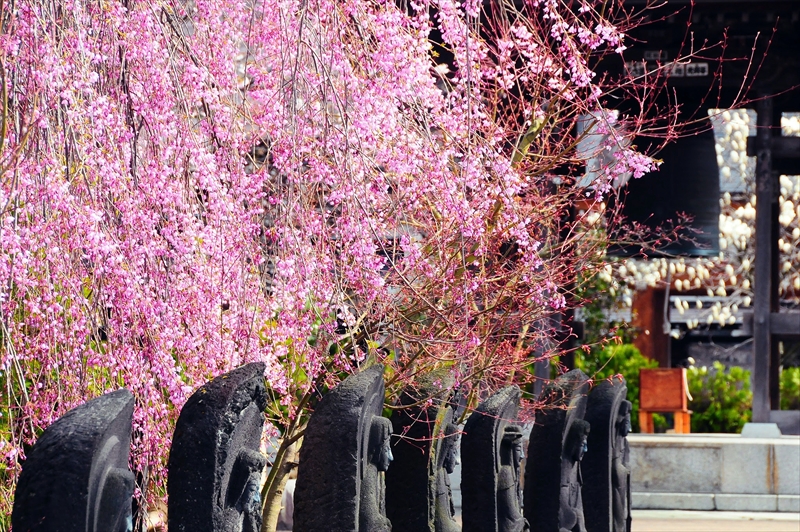 1078_弘前市最勝院_青森