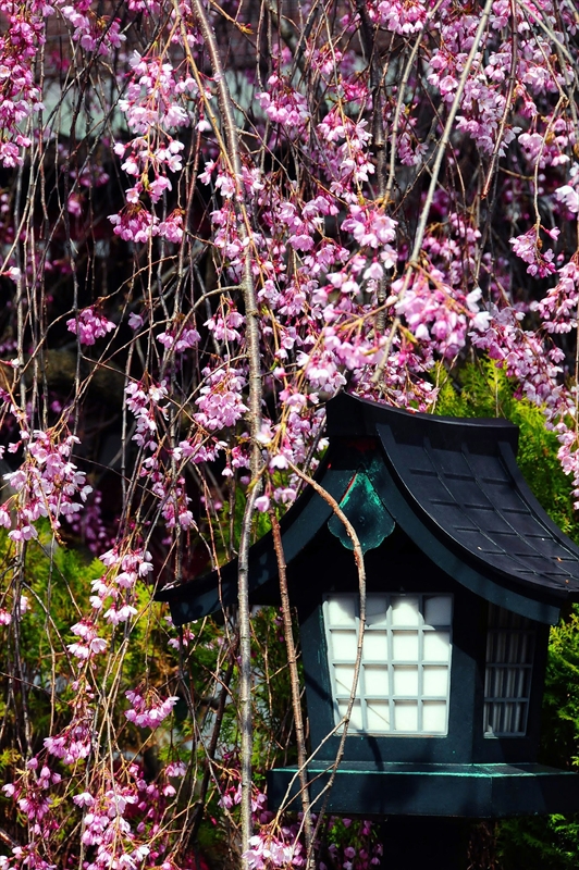 1079_弘前市最勝院_青森