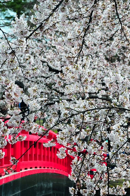 1020_弘前公園_青森