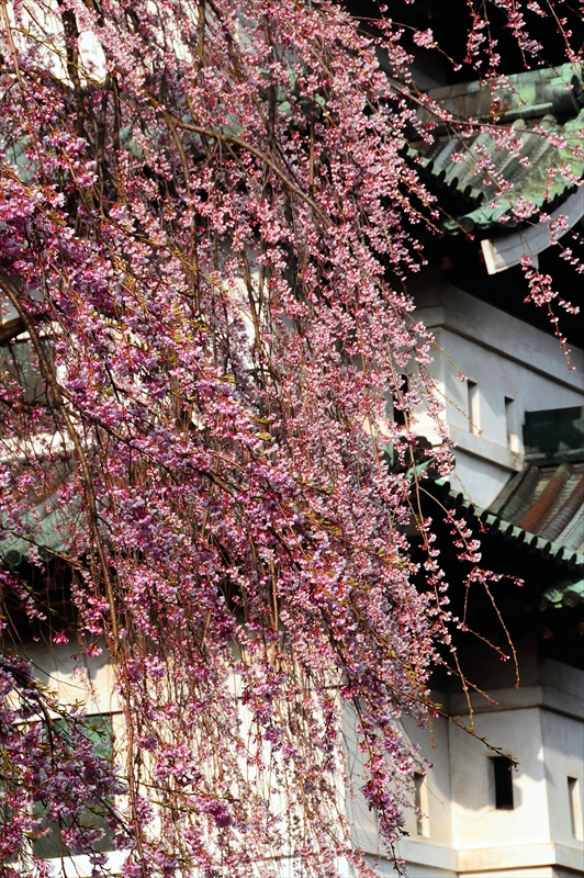 1023_弘前公園_青森