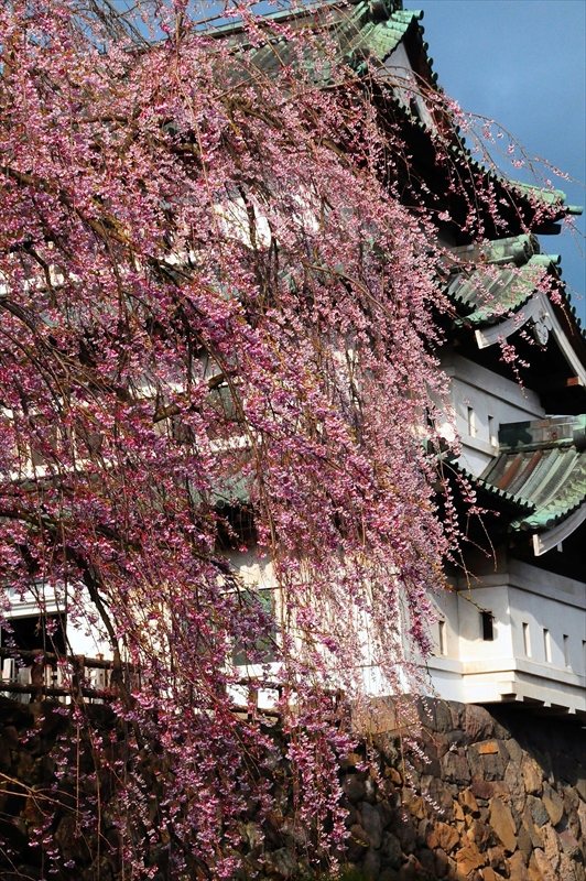 1024_弘前公園_青森