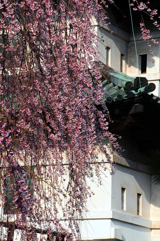 1025_弘前公園_青森