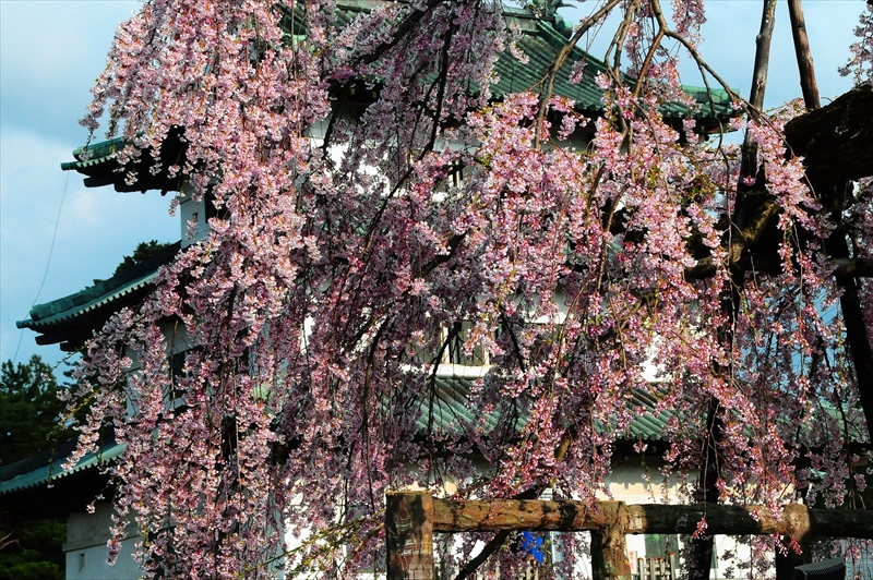 1027_弘前公園_青森