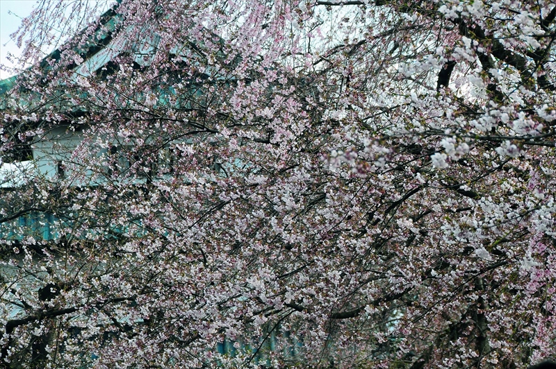 1028_弘前公園_青森