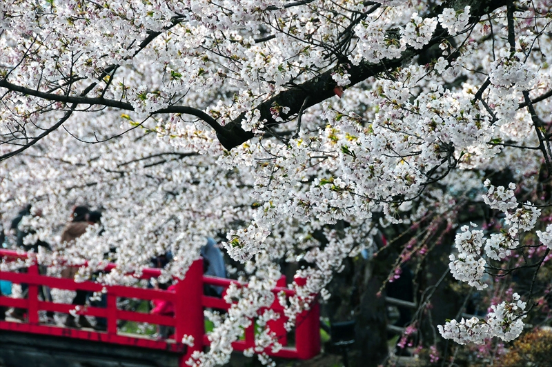1030_弘前公園_青森