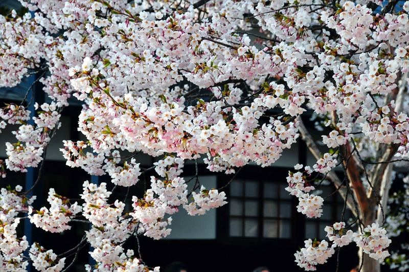 1031_弘前公園_青森