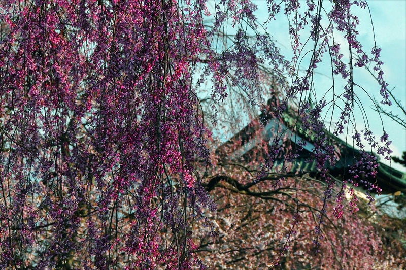 1033_弘前公園_青森