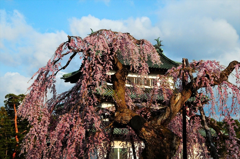 1035_弘前公園_青森