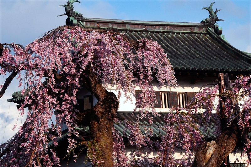 1036_弘前公園_青森