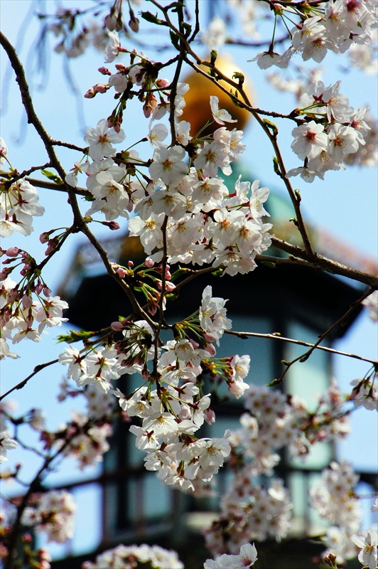 1081_千鳥ヶ淵_東京
