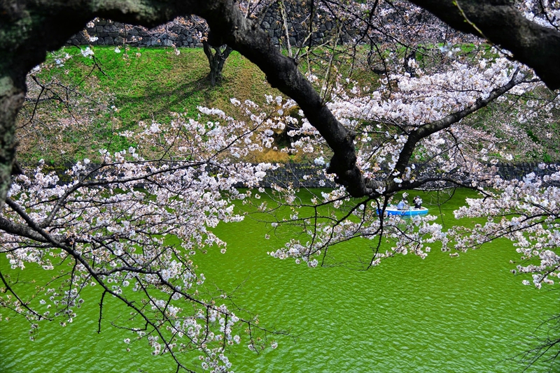 1085_千鳥ヶ淵_東京