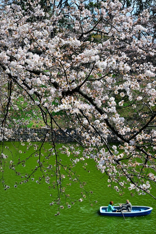 1087_千鳥ヶ淵_東京