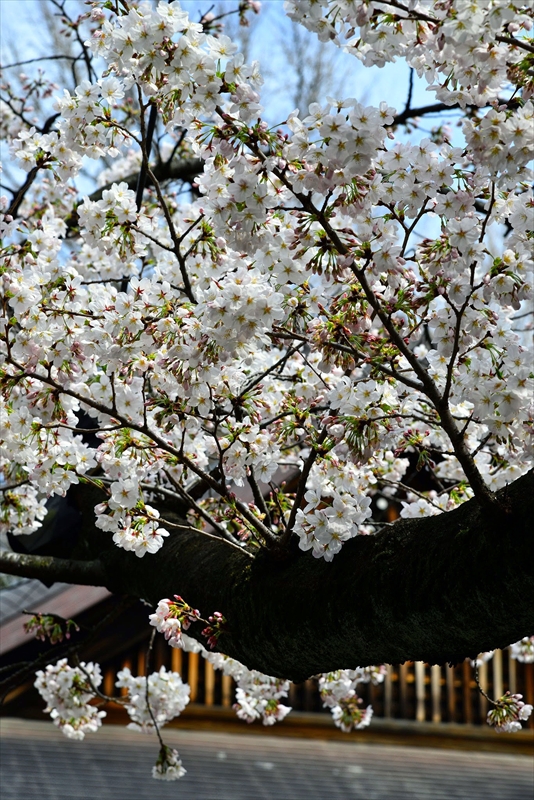 1010_靖国神社_東京