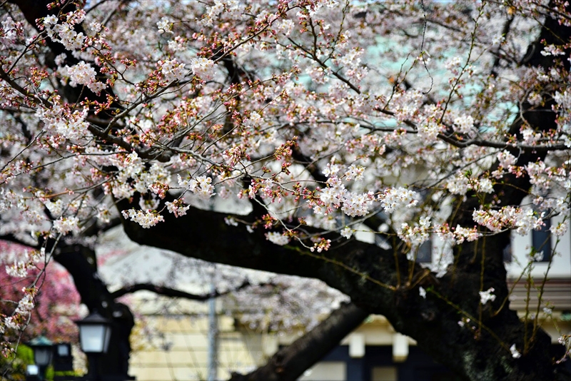 1013_靖国神社_東京