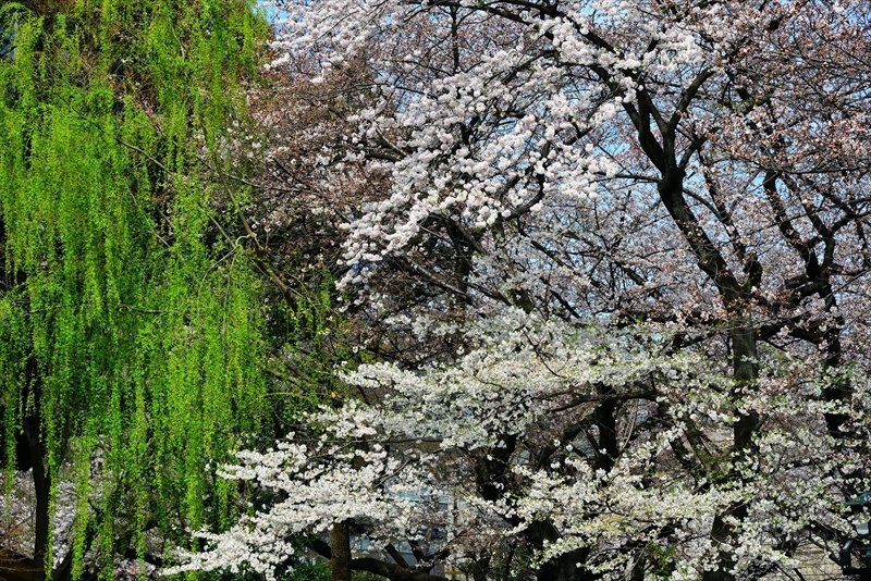 1014_靖国神社_東京
