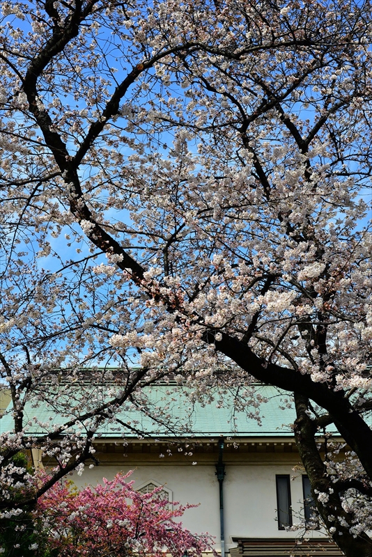 1016_靖国神社_東京