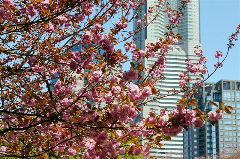 1048_なとみらい_神奈川