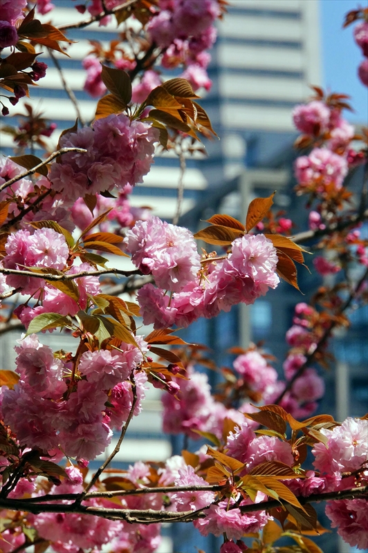 1050_なとみらい_神奈川