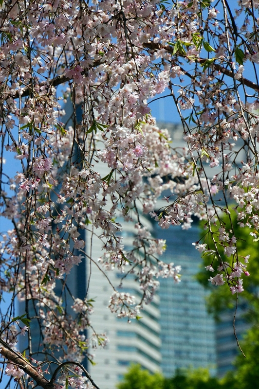 1053_なとみらい_神奈川