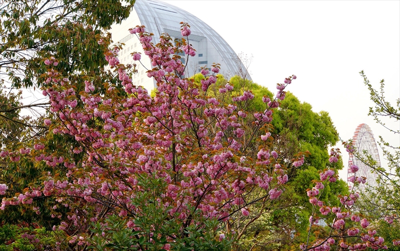 1054_なとみらい_神奈川