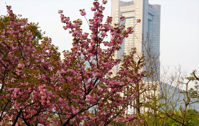 1055_なとみらい_神奈川