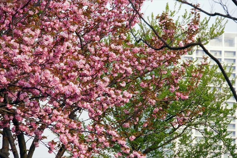 1056_なとみらい_神奈川