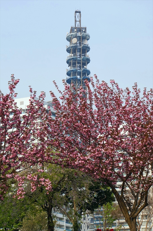 1057_なとみらい_神奈川