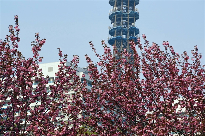 1058_なとみらい_神奈川