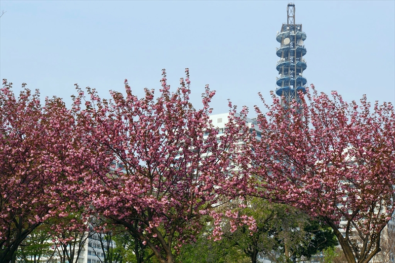 1059_なとみらい_神奈川