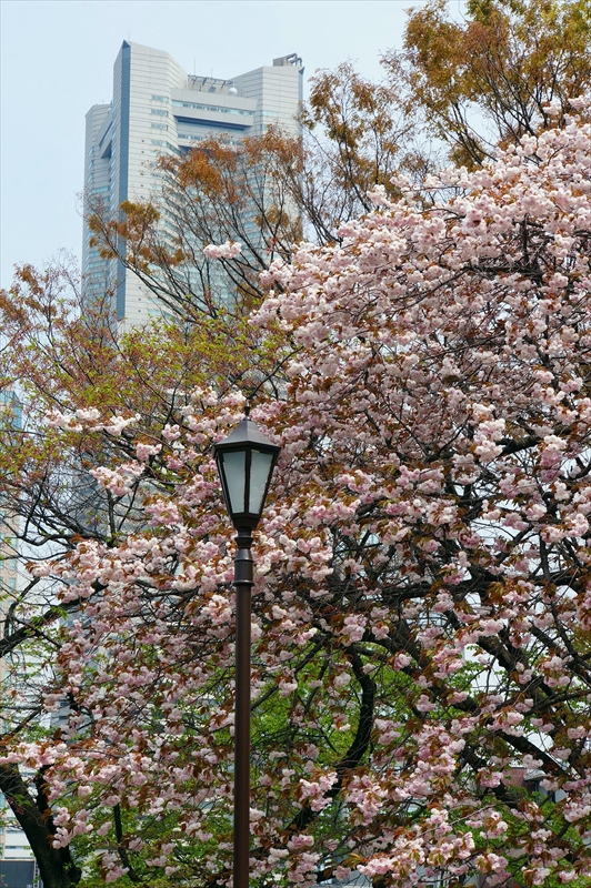 1060_なとみらい_神奈川