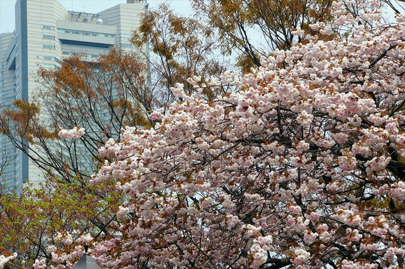 1061_なとみらい_神奈川