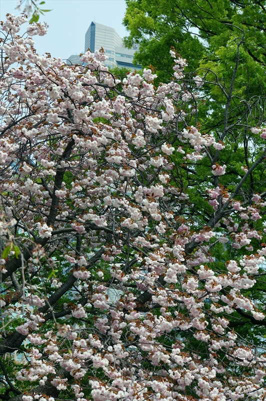 1063_なとみらい_神奈川