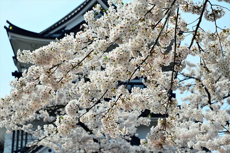 1013_横手城_秋田