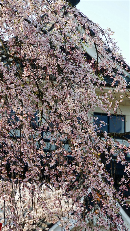 1017_横手城_秋田