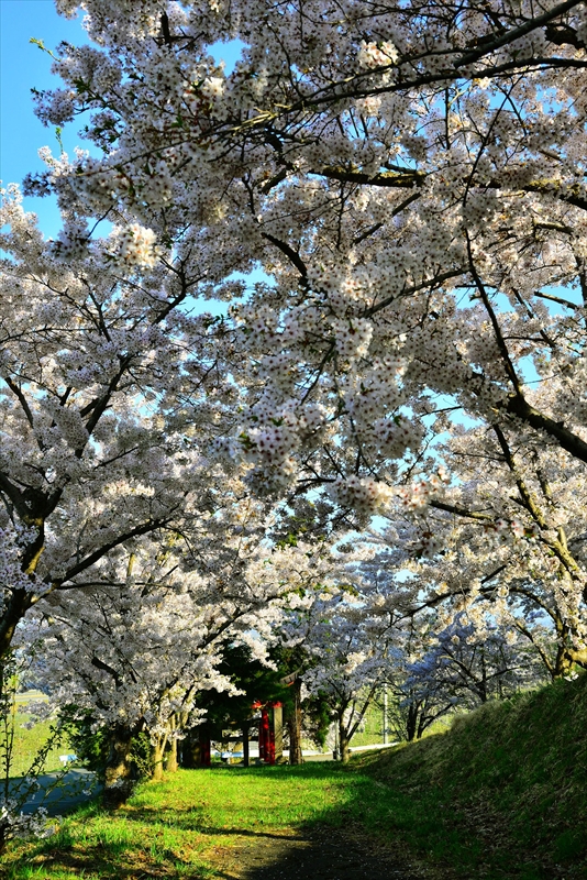 1384_平川市金屋上早稲田_青森