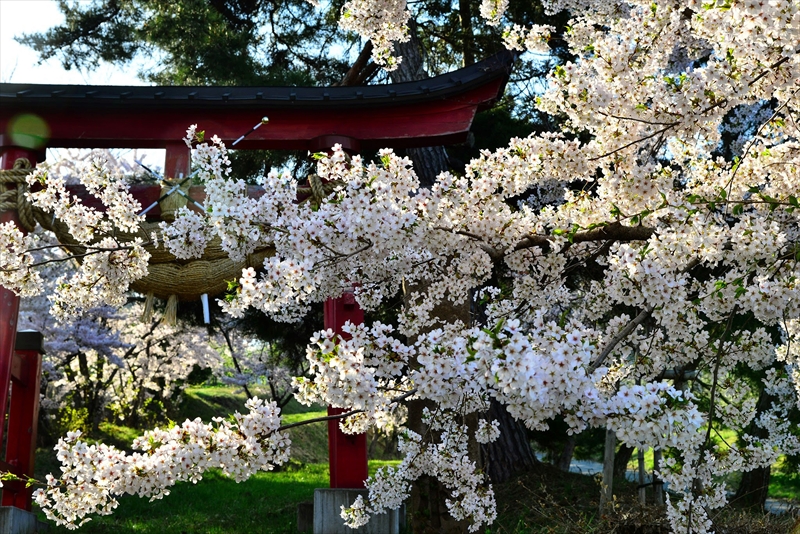 1389_平川市金屋上早稲田_青森