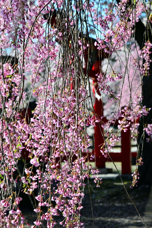 1030_猿賀公園_青森